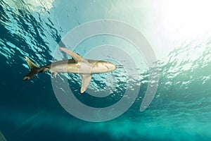 Oceanic whitetip shark (carcharhinus longimanus) at Elphinestone Red Sea.