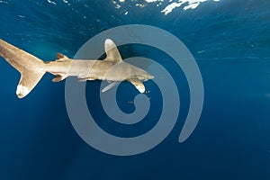 Oceanic whitetip shark (carcharhinus longimanus) at Elphinestone Red Sea.