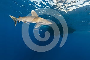 Oceanic whitetip shark (carcharhinus longimanus) at Elphinestone Red Sea.