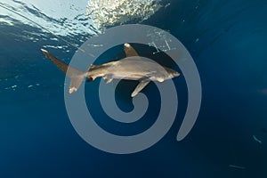 Oceanic whitetip shark (carcharhinus longimanus) at Elphinestone Red Sea.