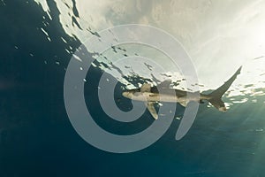 Oceanic whitetip shark (carcharhinus longimanus) at Elphinestone Red Sea.