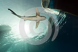 Oceanic whitetip shark (carcharhinus longimanus) at Elphinestone Red Sea.