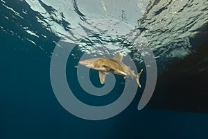 Oceanic whitetip shark (carcharhinus longimanus) at Elphinestone Red Sea.