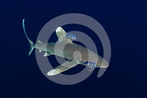 oceanic whitetip shark with a fishing hook with pilot fishes photo