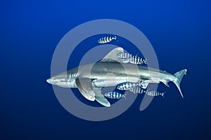 Oceanic whitetip shark with pilot fish