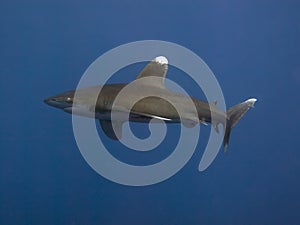 Oceanic whitetip shark photo