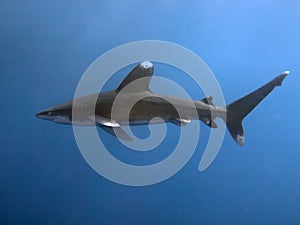 Oceanic whitetip shark