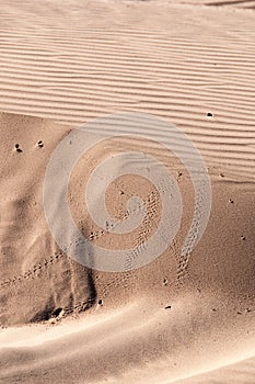 Oceano Dunes State Vehicular Recreation Area