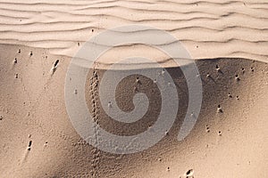 Oceano Dunes State Vehicular Recreation Area