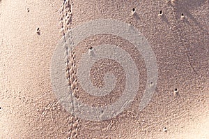 Oceano Dunes State Vehicular Recreation Area photo