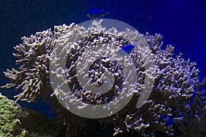 Oceanographic Museum of Monaco, French Riviera