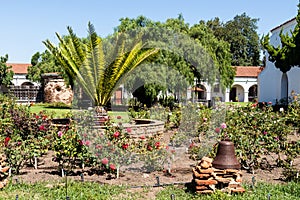 Peruvian Pepper Tree Planted in 1830 at Mission San Luis Rey