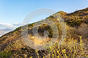 Oceanside hill with native wild plants on snadstone