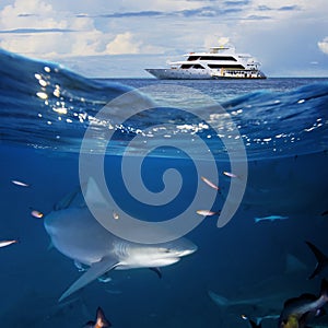Jachta a býk žralok 