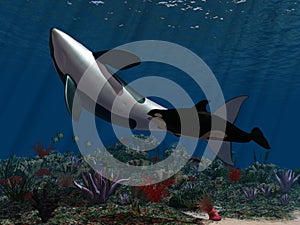 Oceanworld 2