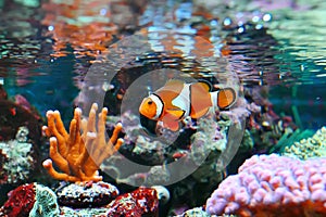 Ocellaris clownfish photo