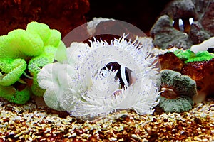 Ocellaris clownfish photo