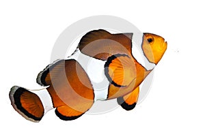 Ocellaris Clownfish photo