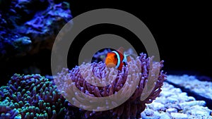 Ocellaris Clownfish - Amphiprion ocellaris