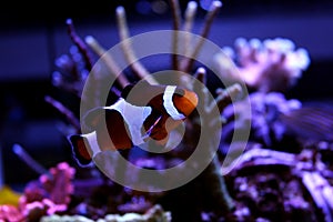 Ocellaris Clownfish - Amphiprion ocellaris