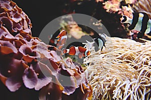 Ocellaris clownfish Amphiprion ocellaris