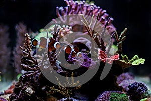 Ocellaris Clownfish - Amphiprion ocellaris