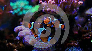 Ocellaris Clownfish - Amphiprion ocellaris