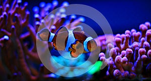 Ocellaris Clownfish - Amphiprion ocellaris