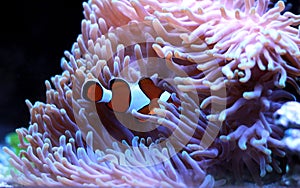 Ocellaris Clownfish - Amphiprion ocellaris