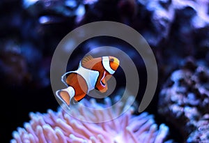 Ocellaris Clownfish - Amphiprion ocellaris