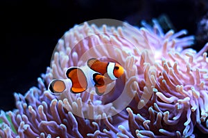 Ocellaris Clownfish - Amphiprion ocellaris