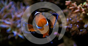 Ocellaris Clownfish - Amphiprion ocellaris