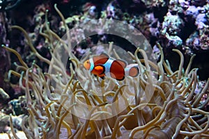 Ocellaris clownfish Amphiprion ocellaris, also known as the false percula clownfish or common clownfish is swimming underwater.