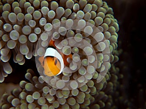 Ocellaris clownfish, Amphiprion ocellaris. Bangka, Indonesia