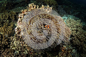 ocellaris clownfish, amphiprion ocellaris, false percula clownfish, common clownfish