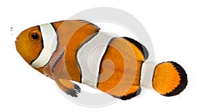 Ocellaris clownfish, Amphiprion ocellaris, isolated