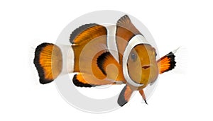 Ocellaris clownfish, Amphiprion ocellaris, isolated