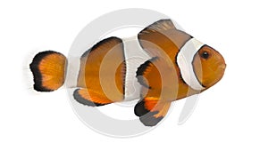Ocellaris clownfish, Amphiprion ocellaris, isolated