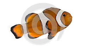 Ocellaris clownfish, Amphiprion ocellaris, isolated photo