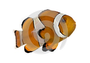 Ocellaris clownfish, Amphiprion ocellaris, isolated photo
