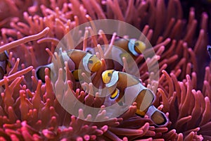 Ocellaris clownfish (Amphiprion ocellaris). photo