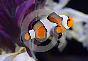 Ocellaris clownfish in aquarium