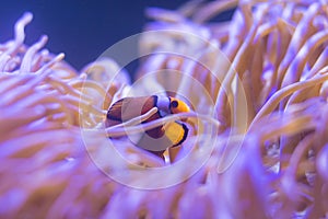 Ocellaris clownfish, clown anemonefish, clownfish, false percula clownfish