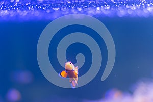 Ocellaris clownfish, clown anemonefish, clownfish, false percula clownfish