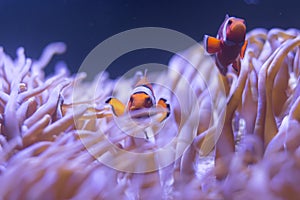 Ocellaris clownfish, clown anemonefish, clownfish, false percula clownfish