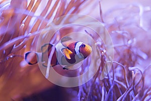 Ocellaris clownfish, clown anemonefish, clownfish, false percula clownfish