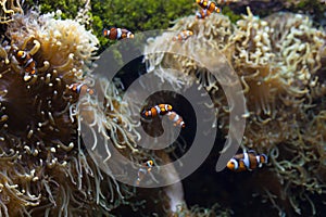 Ocellaris clownfish clown anemonefish clownfish false percula clownfish Amphiprion ocellaris animal