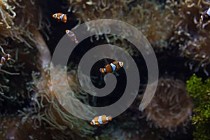 Ocellaris clownfish clown anemonefish clownfish false percula clownfish Amphiprion ocellaris animal