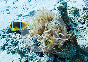 Ocellaris clownfish. Colourful marine life in Red Sea, Egypt, Dahab