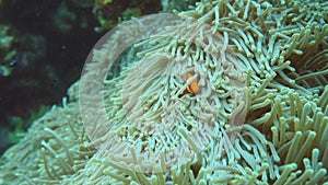 Ocellaris clownfish, Common clownfish or False percula clownfish in sea anemone at the north of Ishiga